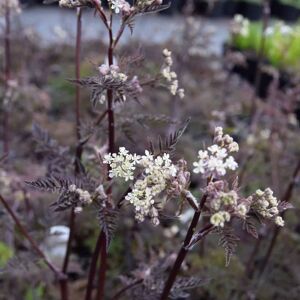 Anthriscus sylvestris 'Ravenswing' ---